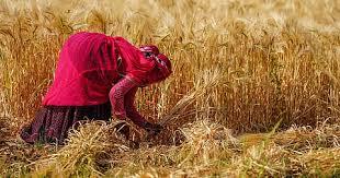 crop-protection-heat-india