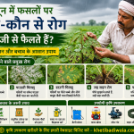 मानसून में फसलों पर कौन-कौन से रोग तेजी से फैलते हैं? पहचान और बचाव के उपाय